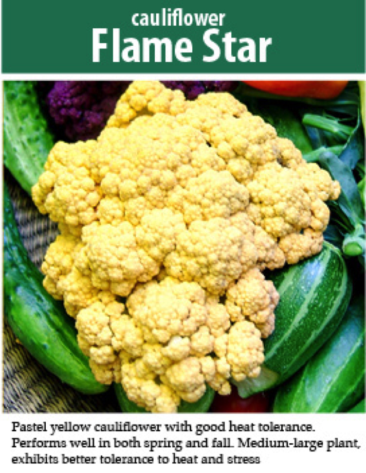 flame star cauliflower